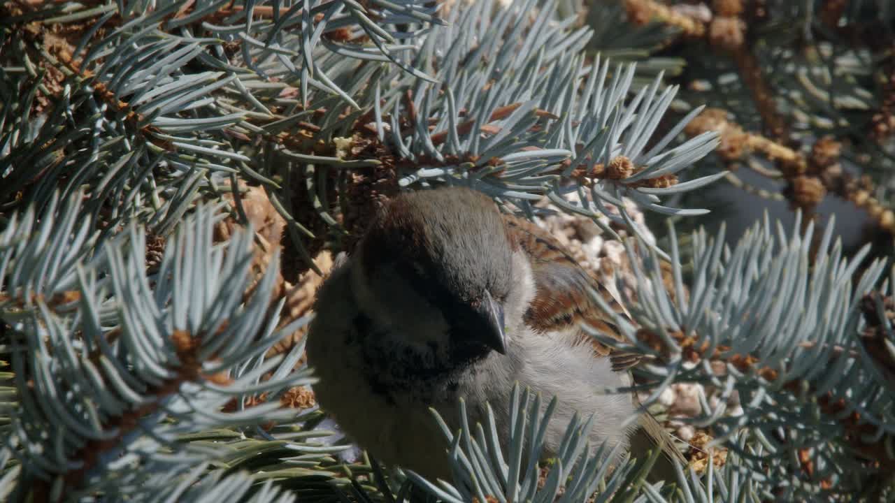 de cerca: el simpático gorrión macho de la casa se come los brotes de primavera en el árbol de abeto