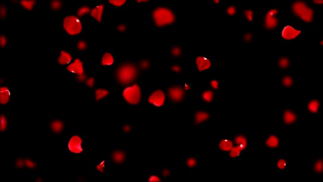 falling petals roses.