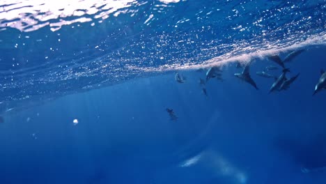 a school of dolphins swimming close to the surface