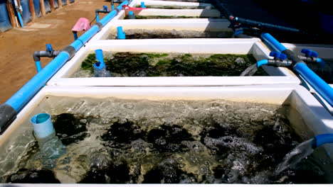 flujo de agua dulce de mar en tanques de fibra de vidrio blanca de abelón en la granja acuática