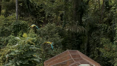 Group-Great-green-Macaw-with-colorful-feathers-flying-in-exotic-jungle-of-Costa-Rica