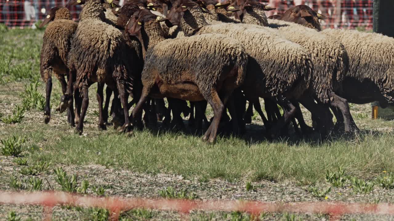 Un cane conduce le pecore in una dimostrazione di cani pastore.