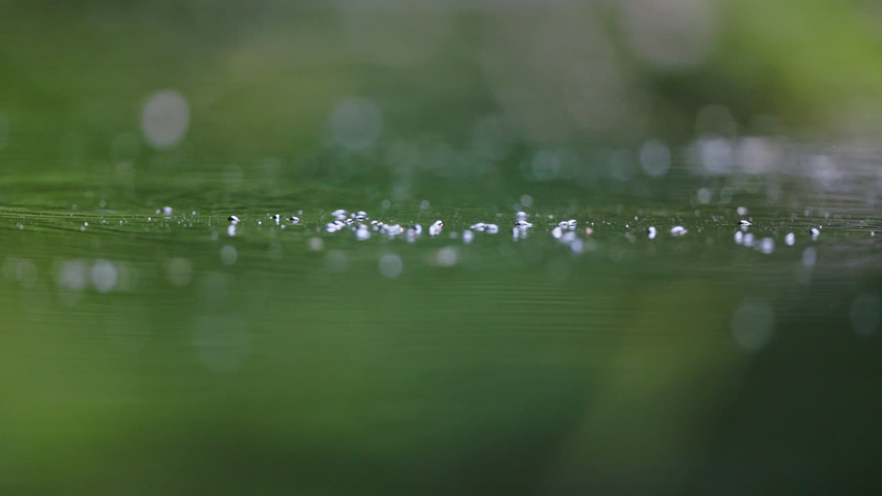 Water with spiderweb and insects