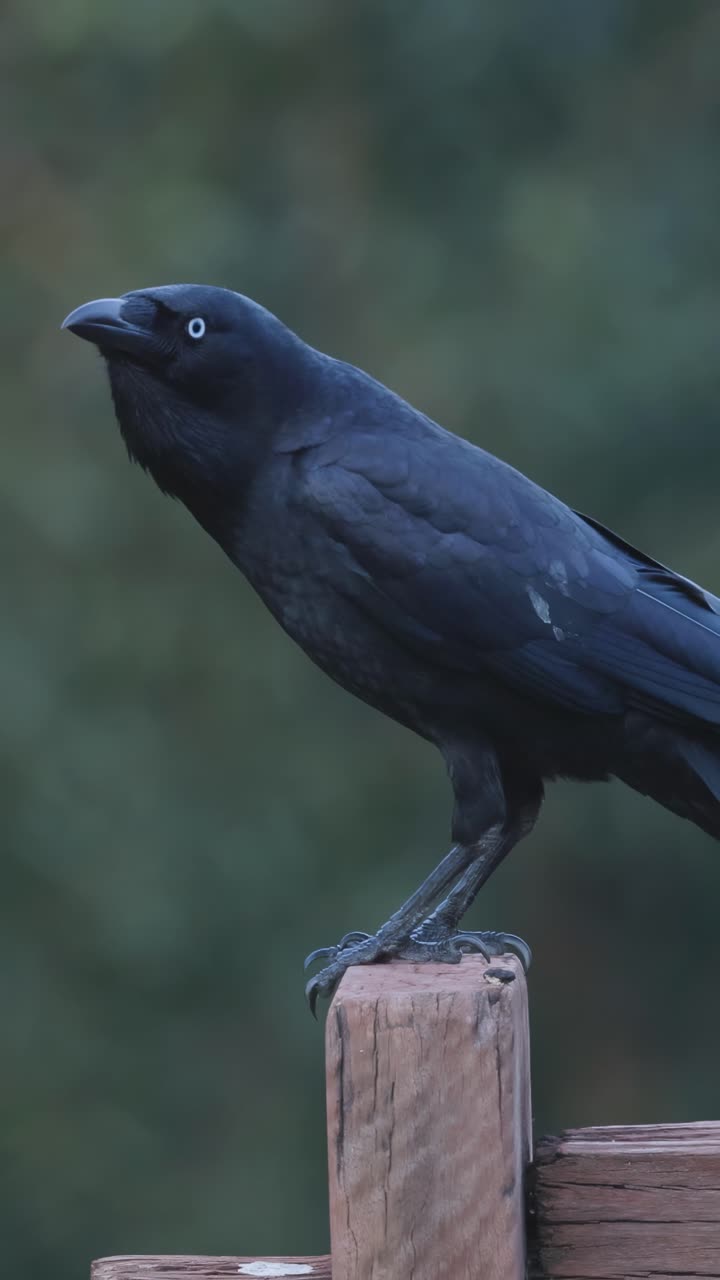 Corvo appollaiato, che si guarda intorno e gracida