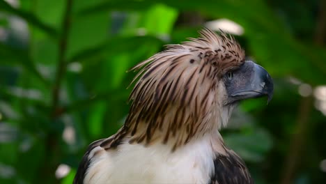 the philippine eagle also known as the monkey-eating eagle is critically endangered and can live for sixty years feeding on monkeys, flying lemurs, and small mammals as an opportunist bird of prey