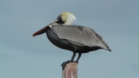 Largartos-Birds-23