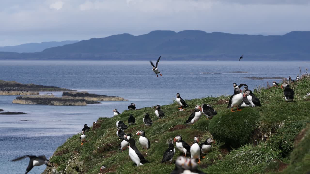 colonia de frailecillos con alcas en promontorio, islas treshnish, escocia, amplio