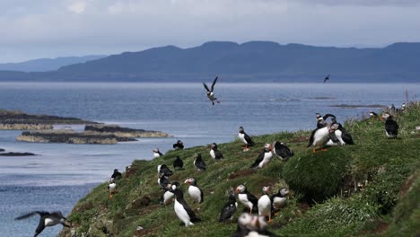 Colonia-De-Frailecillos-Con-Alcas-En-Promontorio,-Islas-Treshnish,-Escocia,-Amplio