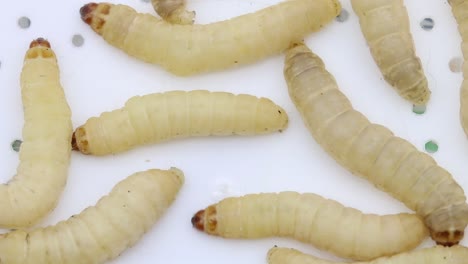 gusanos de cera en una tapa de plástico