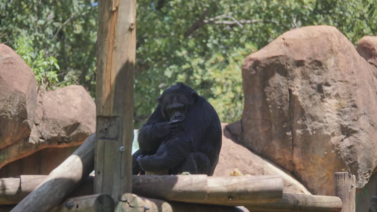 Chimpanzee relaxing on a log in zoo, grooms shoulder fur