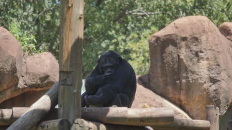 chimpanzee relaxing on a log in zoo, grooms shoulder fur