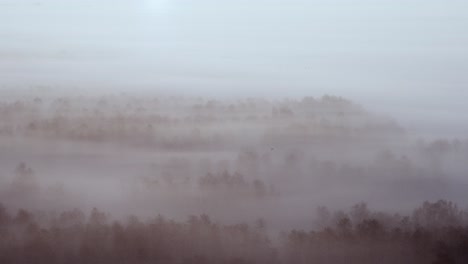 Misty Forest Landscape