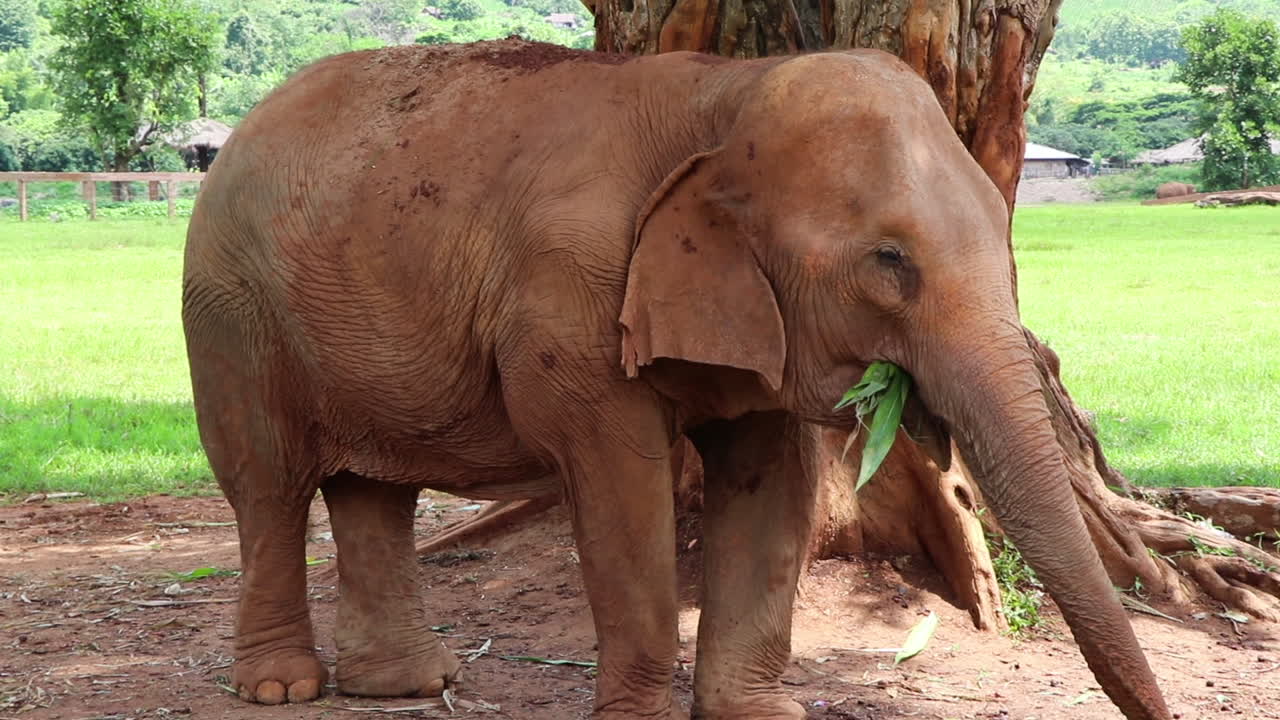un elefante comiendo al lado de un árbol enorme comiendo algunas verduras