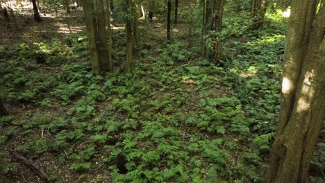 Fresh-green-plant-beds-in-the-forest---wide