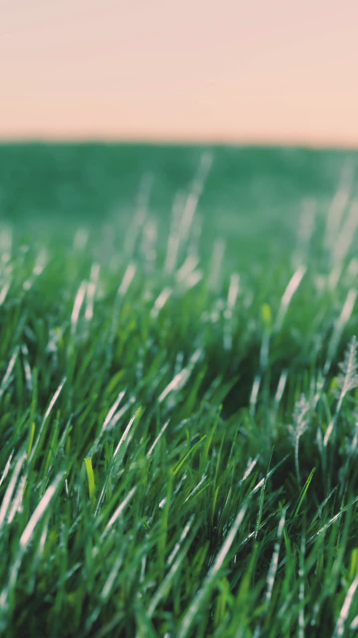 울창 한 초록 잔디 의 근접적 인 모습