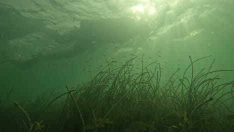 Schnorchler-Schwebt-über-Einem-Seegrasbett-Voller-Fische-Und-Leben,-Florida,-4k-60fps