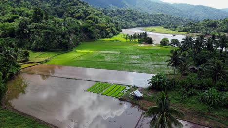 calm terraced fields and water reflect beautiful cloudy sky in tropical asian valley