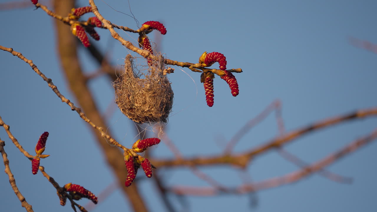 A bird nest with fishing line throughout the nest