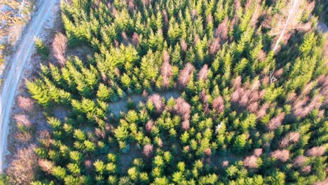 Luftaufnahme-Von-Oben-Nach-Unten-Von-Toten-Und-Lebendigen-Nadelbäumen-Während-Eines-Hellen-Sonnigen-Tages