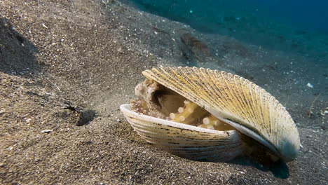 Ein-In-Einer-Schale-Versteckter-Kokosnuss-Oktopus-Positioniert-Die-Obere-Hälfte-Der-Schale-Neu