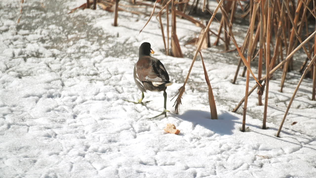 A bird calmly walks on the icy surface, foraging near tall, dry reeds. The winter sun illuminates the serene landscape, showcasing nature's quiet beauty