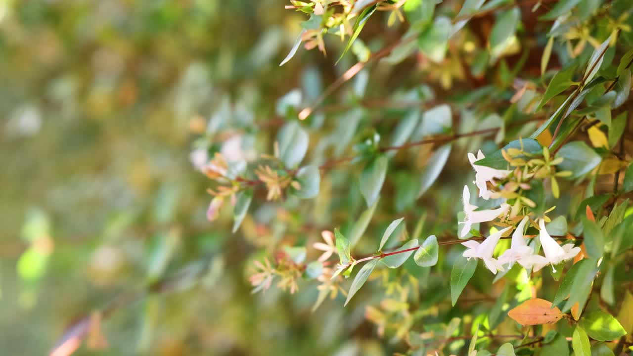 primer plano de flores con fondo borroso