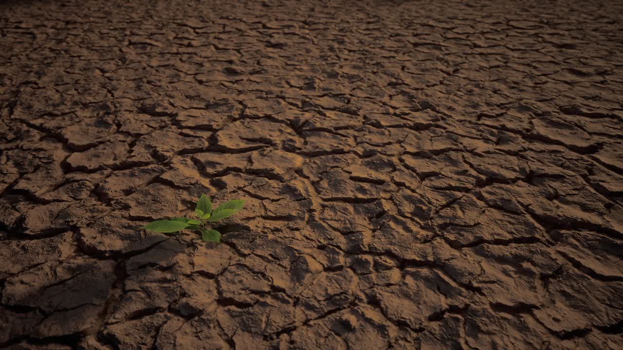 pequeña planta verde que crece en suelo seco, suelo de tierra agrietado y secado o superficie de arena. sequía, falta de agua, cambio climático, ola de calor y concepto de desastre de calentamiento global