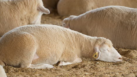 Schafherde-Auf-Dem-Bauernhof-Ile-de-France,-Die-Auf-Dem-Boden-Im-Gehege-Schläft