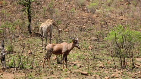 giraffe and antelope grazing in nature