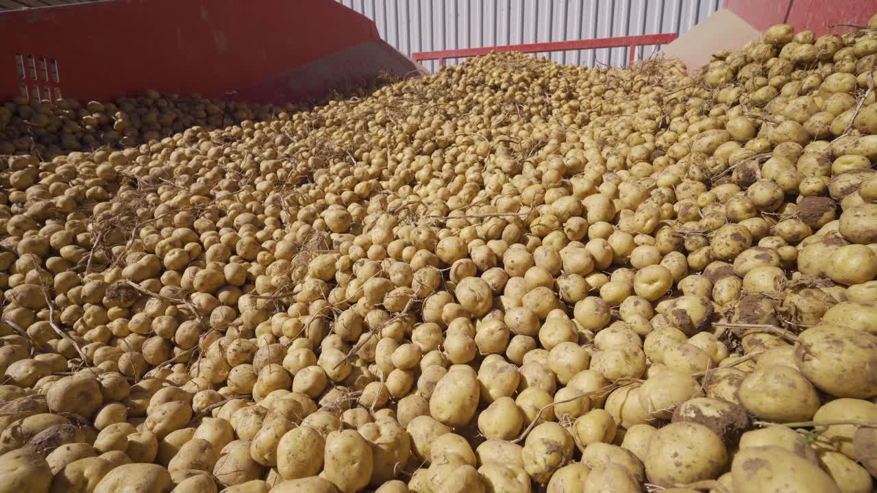 patatas que se mueven en una máquina agrícola.