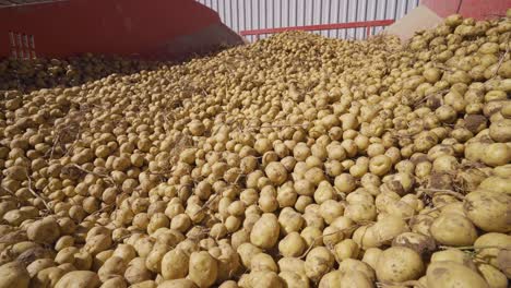 potatoes moving on an agricultural machine.