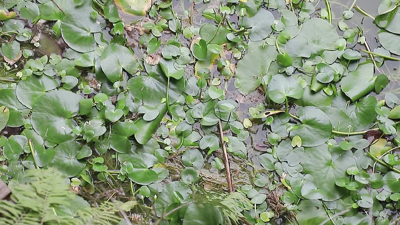 물에 떠있는 물 히아신스, 환경 자연의 개념