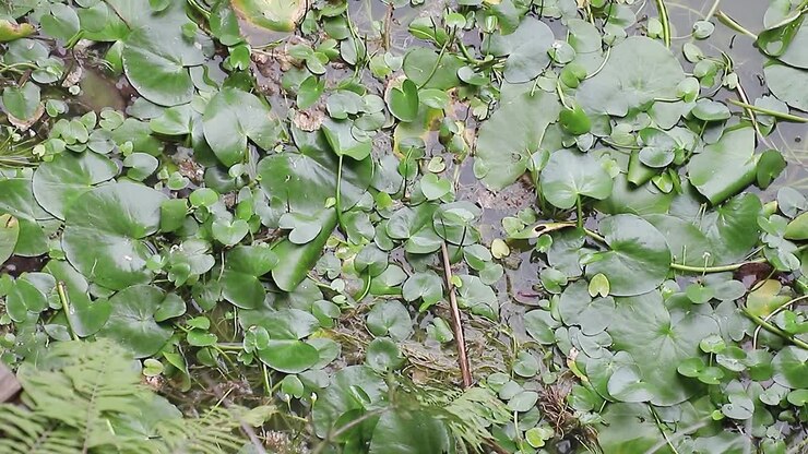 Water hyacinths floating on water, concept of environmental nature