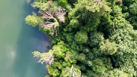 Vista-Superior-De-Las-Copas-De-Los-árboles-De-Un-Bosque-En-El-Borde-De-Un-Lago-De-Montaña-Claro-Y-Reflectante,-Drone-Aéreo