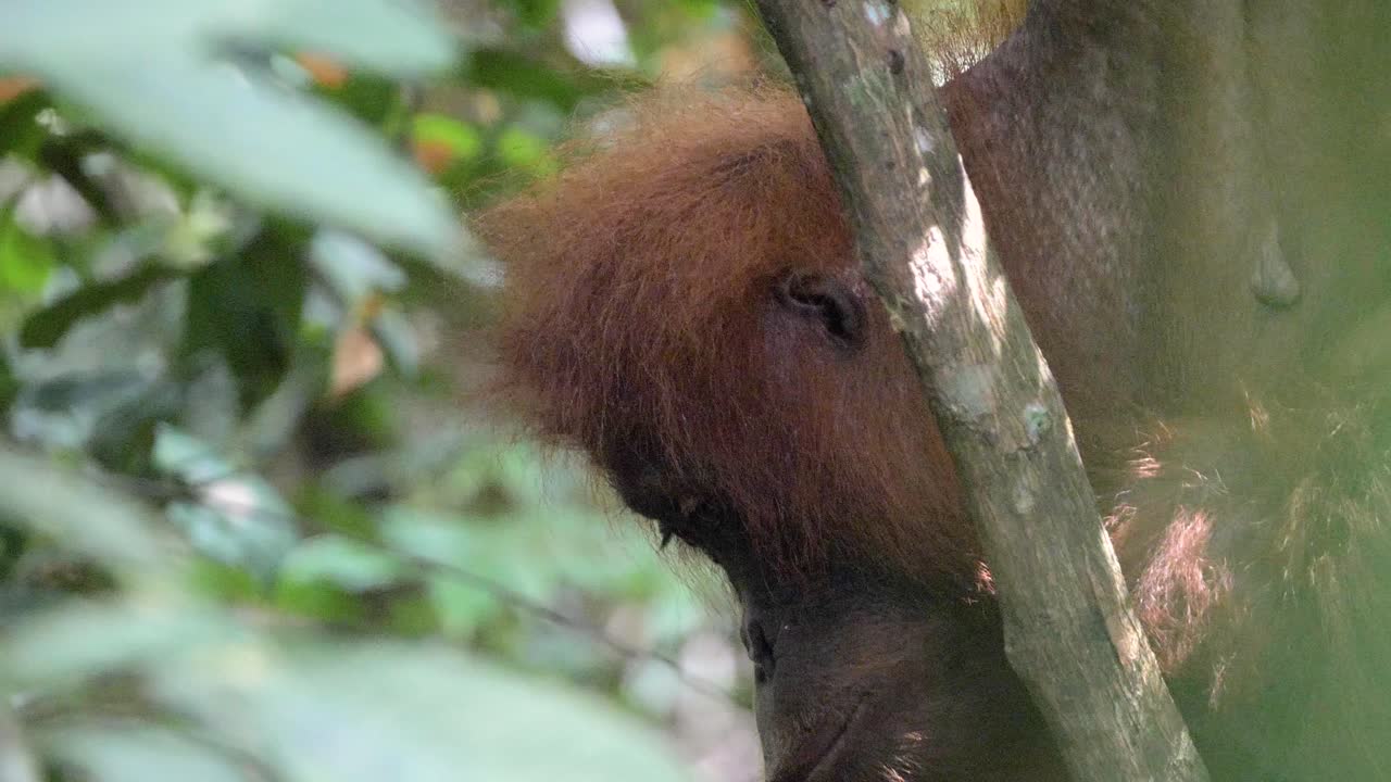 primer plano cámara lenta de orangután salvaje comiendo fruta en bukit lawang, sumatra, indonesia