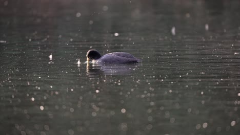 4K-wildlife-landscape-of-a-white-winged-coot,-fulica-leucoptera