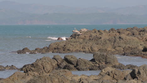 Static-shot-of-a-group-of-pelicans-on-the-shore-of-a-beach-at-Cebaco-Island