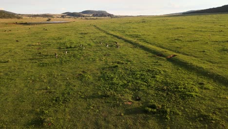 Zebras-Laufen-Wild-Herum-–-Offene-Sommerfelder-–-Waterberg,-Südafrika