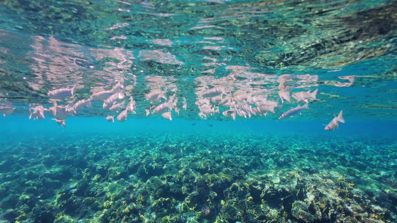 Underwater scene with a school of fish over coral reef