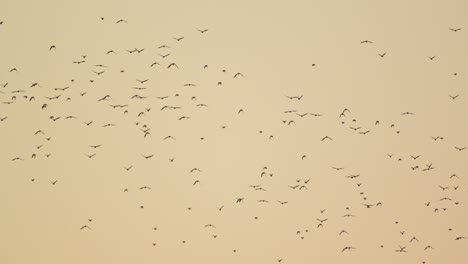 Orangefarbener-Himmel-Voller-Papageien,-Die-In-Zeitlupe-Davonfliegen,-Ein-Erstaunliches-Schauspiel