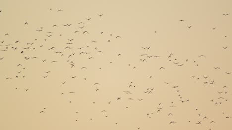 cielo naranja lleno de loros volando en cámara lenta un espectáculo asombroso