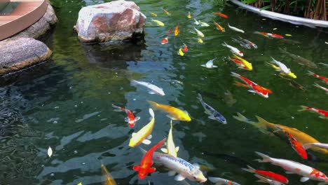 Schule-Von-Koi-Fischen,-Die-In-Einem-Teich-Schwimmen