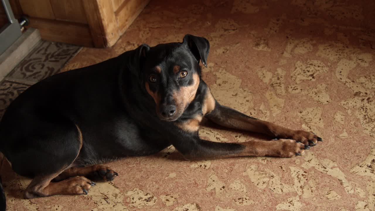Tired small black dog trying to sleep on a tile floor