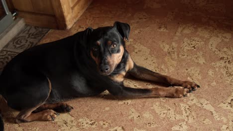 tired small black dog trying to sleep on a tile floor