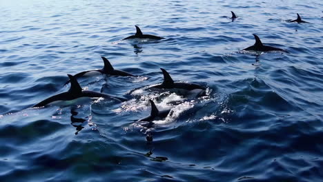 orcas in the ocean