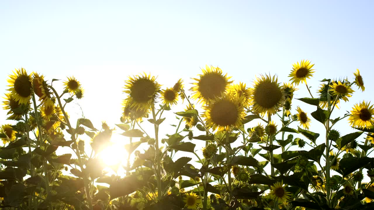 близкие кадры подсолнечников в подсолнечном поле.
