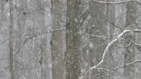 Good-timing-shot-of-owl-hopping-and-flying-to-the-next-branch-in-frame