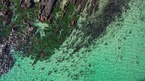 Aguas-Cristalinas-Y-Arrecifes---Playa-De-Barcos---Rocas-Focas---Costa-Norte-Central---Nueva-Gales-Del-Sur---Nsw---Australia---Toma-Aérea