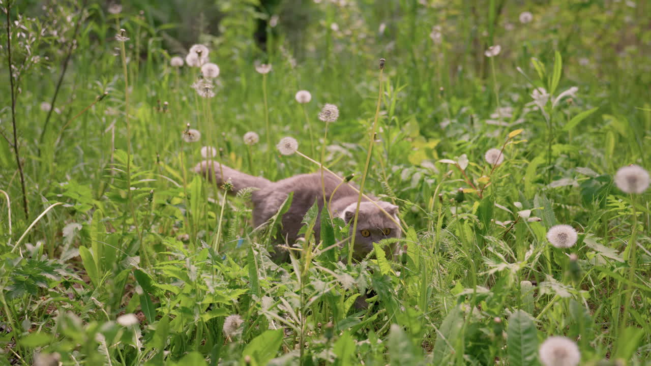 Gray Cat Weaving Through Dandelion Meadow, Low Stalk And Hidden Body Among Tall Grass And Seed Heads, Gentle Summer Breeze, Soft Fur Brushing Plants, Quiet Exploration, Pastoral Mood