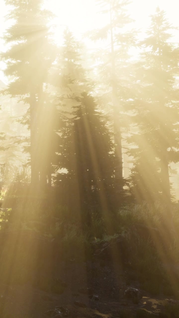 A luz do sol brilha através das árvores em uma floresta ao amanhecer.